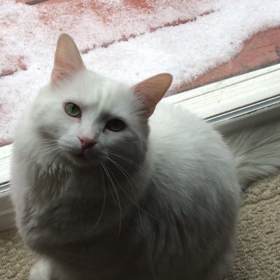 Cat_Rater's profile picture. Your only option for professional cat ratings. Send your favorite feline in today.