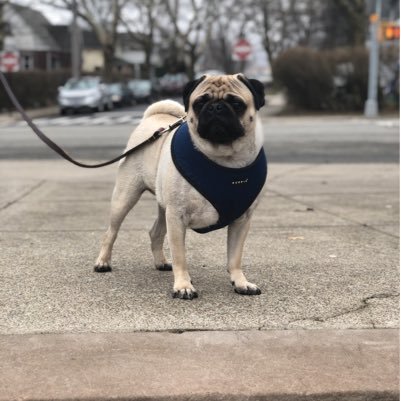 Pepito the People’s Pug. Adopted from the ACC in NY 2015. Love snuggles and peanut butter! Find me on Instagram @thepeoplespug