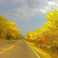 nano (@lplatago) 's Twitter Profile