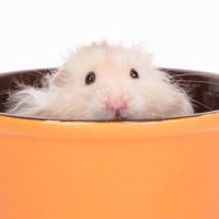 Cheeks And Squeaks Hamsters(@cheeks_hamsters) 's Twitter Profile Photo