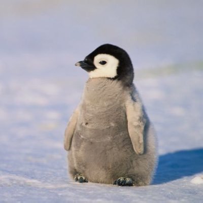 AimbotPenguin's profile picture. hi