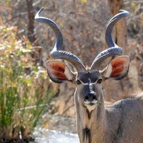 ボツワナ共和国観光大使 Botswana 1169 Twitter