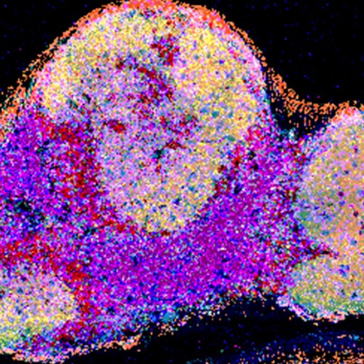 Laboratory of Intestinal Immunity