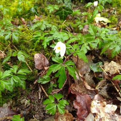 A beautiful, secluded 70-acre conservation woodland with sustainable retreat and education centre, seven miles from Salisbury #resilience #retreat #conservation