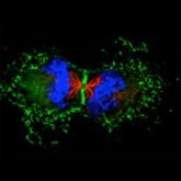@TMDCLab_Pasteur