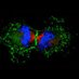 Echard Lab, Pasteur Institute, Paris (@tmdclab_pasteur) Twitter profile photo Echard Lab, Pasteur Institute, Paris (@tmdclab_pasteur) Twitter profile photo