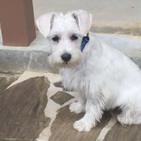 Sid (@sid1453) 's Twitter Profile