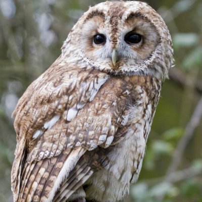 The Suffolk Owl Sanctuary is concerned with the preservation and conservation of wild owls and other birds of prey.