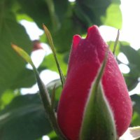 Farman hamdam (@farman90201254) 's Twitter Profile
