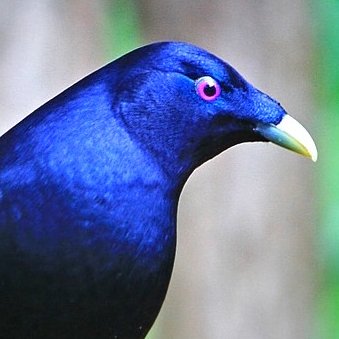 bluebowerbird Profile Picture