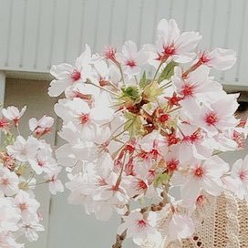 @saaya016
