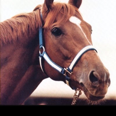 HarrytheHorse73's profile picture.