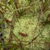 NCBryophyteDiversity (@nc_bryophytes) Twitter profile photo