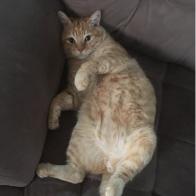 Laiane61972642's profile picture. 