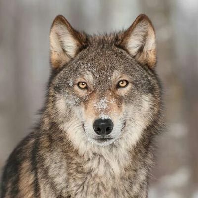 PascaleJoannes's profile picture. 