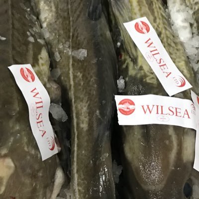 owner Wilsea LTD Quality Scottish Sustainable Fish Supplier Peterhead Scotland RTs are not endorsement