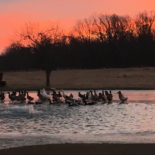 BricketWood's profile picture. fiber artist, gardener, Mom and grandmother,Californian