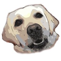 Andie The Lab(@andie_the_lab) 's Twitter Profile Photo