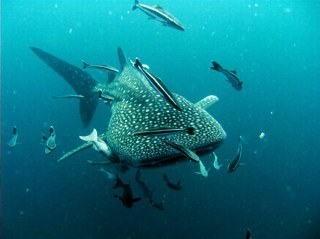 ranag2000's profile picture. 