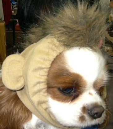 m_hirotaka's profile picture. キャバリアとトイプーと楽しく暮らしてます。