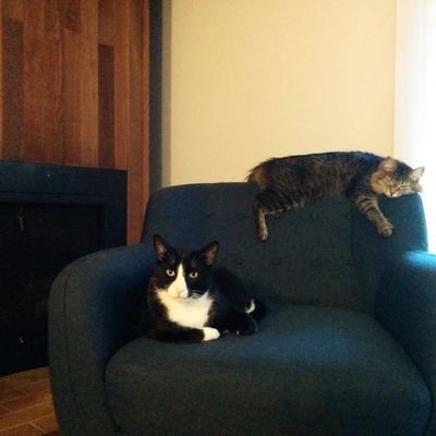 GusandStevie's profile picture. Two cats living life in our retro, Lougheed Village, BC townhome. #realhousecats