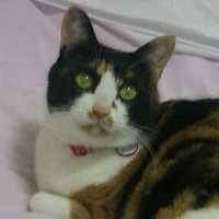 三毛猫 (@nanayoume33) 's Twitter Profile