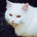 Crystal Loves Cats🐈Coates⭐ (@22crystal22) Twitter profile photo Crystal Loves Cats🐈Coates⭐ (@22crystal22) Twitter profile photo