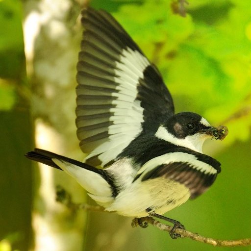 We study #speciation #behaviour & #genomics in pied & collared #flycatchers, long term study in #ornithology @AnimEcol_UU 🐦by @carosegami & @muriellealund
