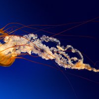 Benten (@benten997) 's Twitter Profile