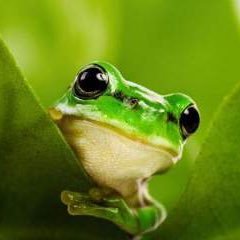 小さな爬虫類の可愛い画像bot Heroskerongo Twitter