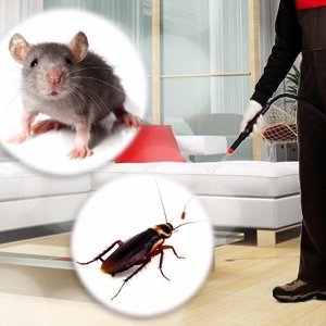 Fl7GR80EksMaQgu's profile picture. شركة ركن الابداع تقدم كافة خدمات مكافحة الحشرات #بخميس_مشيط و #بابها و #بجازان و #بنجران وتلك الخدمات مثل مكافحة #الصراصير #البق #النمل_الابيض #الفئران #الارضه.