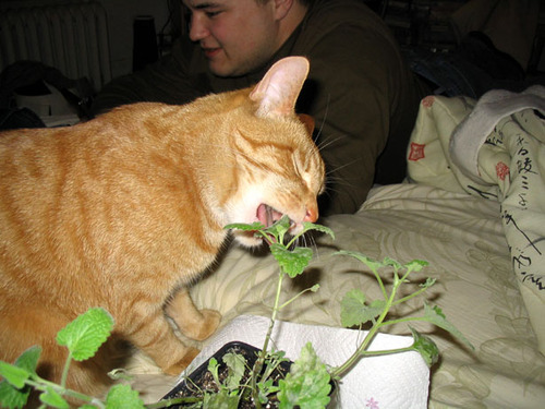 rhodybabe's profile picture. rocket scientist, wife, citizen, cat lover