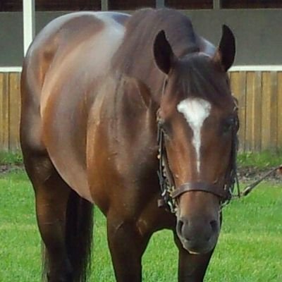 競馬、ラン好きの49歳
過去出資馬・シーザリオ、エピファネイア、リオンディーズ、サートゥルナーリア等
現出資馬・カニキュル、ファンダム、ヴィンセンシオ等
フル・2時間53分31秒(2019 大阪)、
ハーフ・1時間19分21秒(2025 東京ニューイヤー)、
10km・36分27秒(2022 江戸川)
