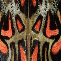 Dr Conrad P.D.T. Gillett 🇪🇺(@coleopteriste) 's Twitter Profile Photo