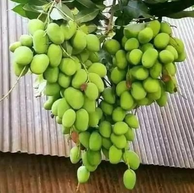 MDRobuil8's profile picture. Triger