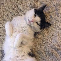 Samson T & Chester Le Cat(s)(@cat_samson) 's Twitter Profile Photo