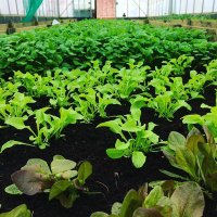 Cardiff Salad Garden (@cardiffsalad) 's Twitter Profile Photo