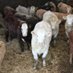Stoddart's Best in Beef (@stoddartsbeef) Twitter profile photo Stoddart's Best in Beef (@stoddartsbeef) Twitter profile photo
