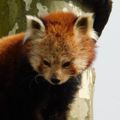 YoCh3n's profile picture. Neuigkeiten, Gratis Codes, Apps etc.