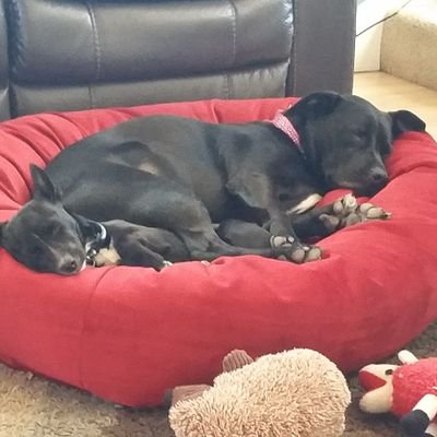 BubblesandFrizz's profile picture. We love all adventure and love hard! Catch Bubbles at work at Star Liquors and Frizzante out and about.