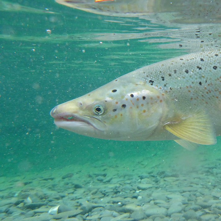 Saumon, 🐟
La princesse de Montpensier a essayé de me pecho mais elle c'est foiré et elle c'est rabattu sur Guise 🖕