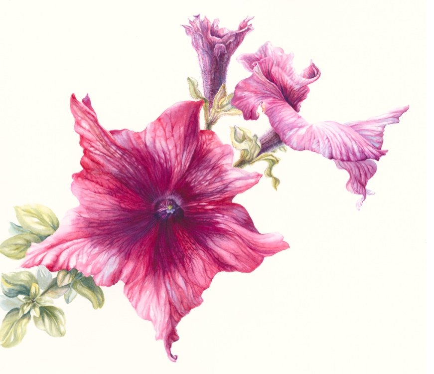Botanical artist
Tutor
Passionate about plants, painting and working with people.
See paintings on Instagram: @marydillonartist