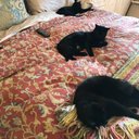 Ava Rhodes - @passion4paws18 - Twitter