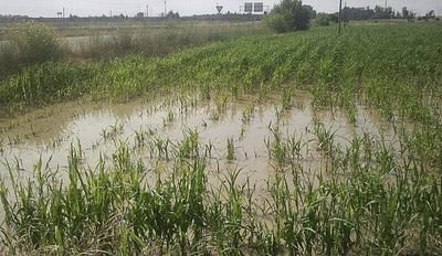 Si vivis en la zona núcleo sumate y reportanos cuánto llovió en tu pluviómetro.