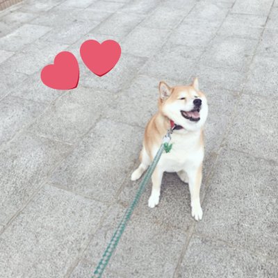 柴犬さくら Sakurashiba11 Twitter