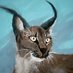Caracal Profile picture