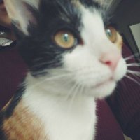 Ash's Deals&Steals (@liuemerald) 's Twitter Profile