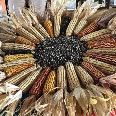 MaelaMexico's profile picture. Articulamos org campesinas, pequeños productores, indígenas, sin tierra, mujeres, jóvenes y consumidores que defienden la Agricultura campesina y agroecológica