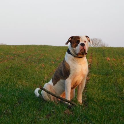 DiddiS3's profile picture. 