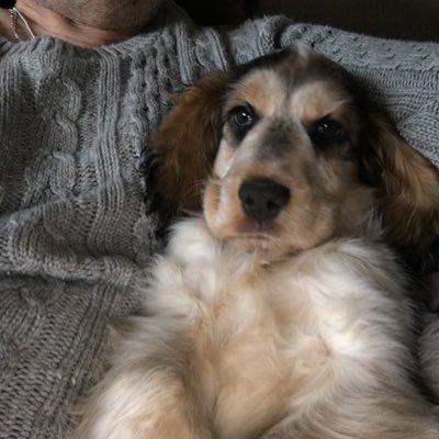 Animals - I’m a puppy , 7 months old - interests are mainly being annoying , stealing things so my people chase me and generally running and having fun !
